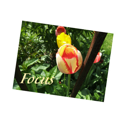 Daily Pictorial Muse Image